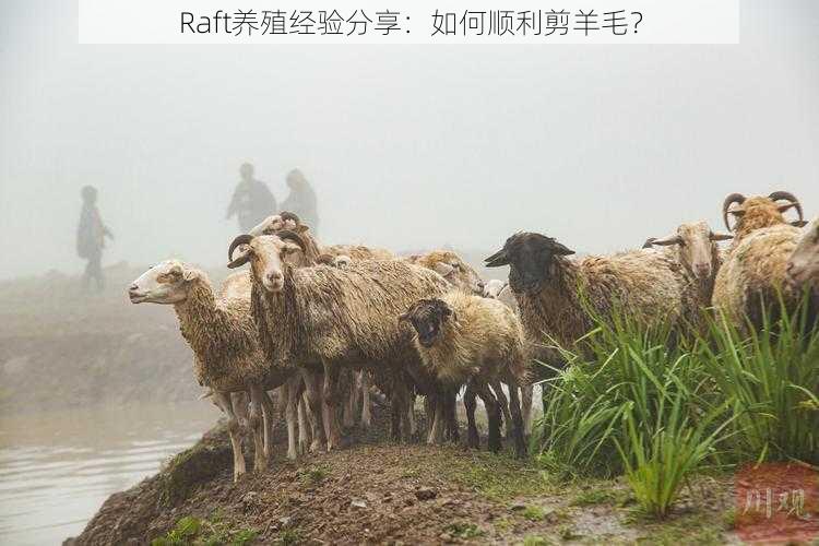 Raft养殖经验分享：如何顺利剪羊毛？