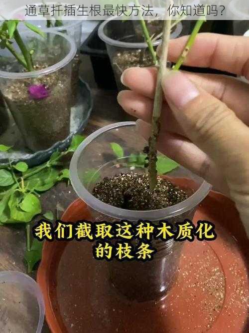 通草扦插生根最快方法，你知道吗？