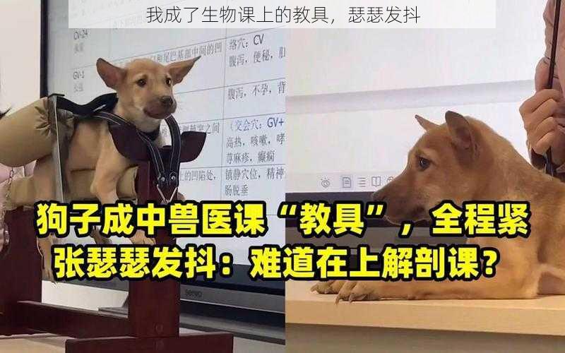 我成了生物课上的教具，瑟瑟发抖