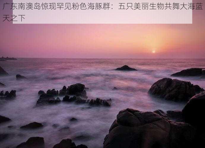 广东南澳岛惊现罕见粉色海豚群：五只美丽生物共舞大海蓝天之下